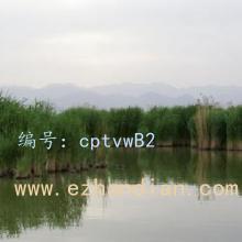 λ