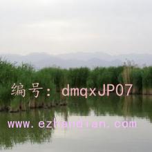 ˫