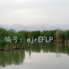 ˫