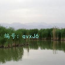 ̬